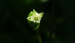 Stellaria calycantha