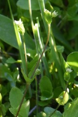 Stellaria calycantha