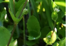 Stellaria calycantha