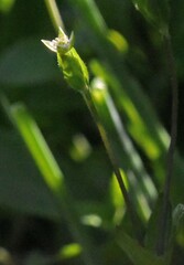 Stellaria calycantha