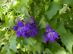 Maurandya scandens