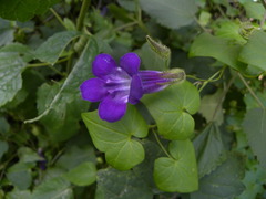 Maurandya scandens