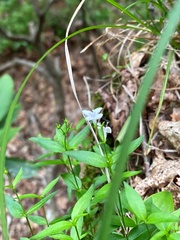 Houstonia montana