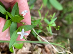 Houstonia montana