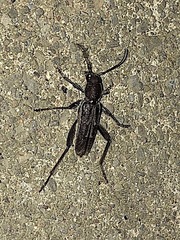 Xylotrechus sagittatus