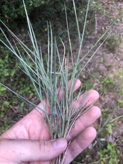 Digitaria cognata