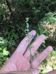 Salvia azurea