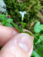 Houstonia montana