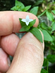 Houstonia montana