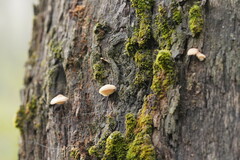 Lentinellus pulvinulus