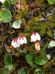 Harrimanella hypnoides