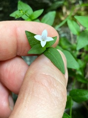 Houstonia montana