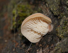 Lentinellus pulvinulus