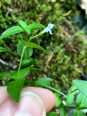 Houstonia montana