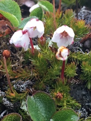 Harrimanella hypnoides