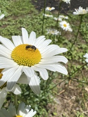 Hemihalictus