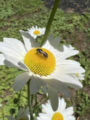 Hemihalictus