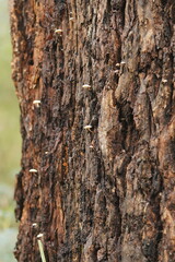 Clitocybe semiocculta