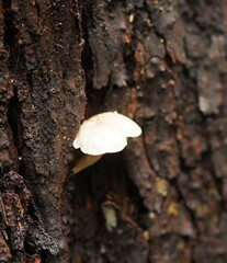 Clitocybe semiocculta