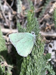 Callophrys affinis affinis