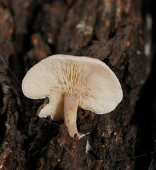 Clitocybe semiocculta