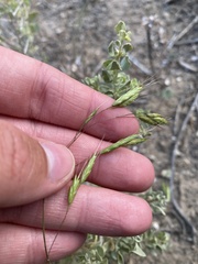 Bromus berteroanus