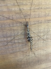 Tipula trivittata