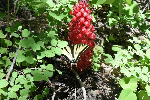 iNaturalist observation photo of Western Tiger Swallowtail