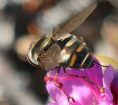 Parasyrphus tarsatus