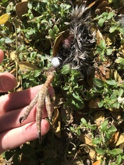 Podargus strigoides strigoides