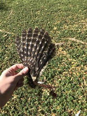 Podargus strigoides strigoides