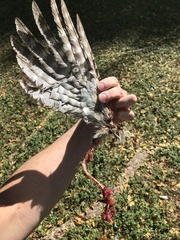 Podargus strigoides strigoides