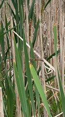 Pachydiplax longipennis