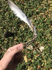 Podargus strigoides strigoides