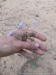 Ipomopsis longiflora
