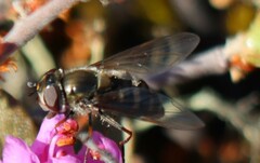 Parasyrphus tarsatus