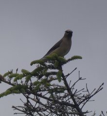 Bombycilla cedrorum image