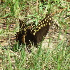 Papilio palamedes palamedes