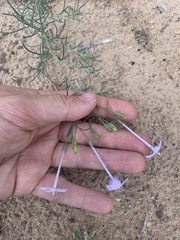 Ipomopsis longiflora