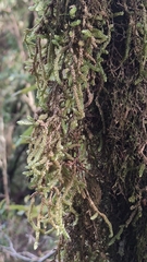 Weymouthia cochlearifolia