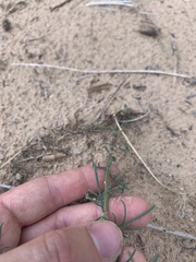 Ipomopsis longiflora