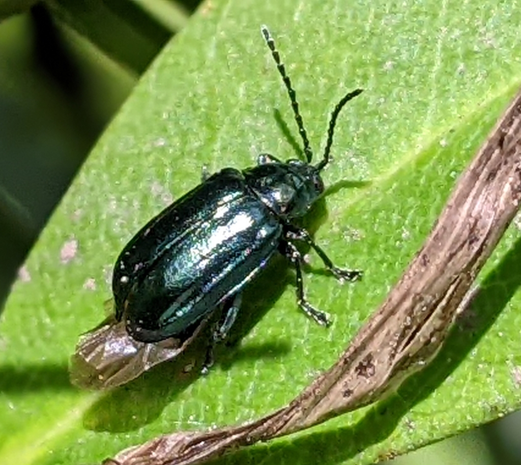 Alder Flea Beetle