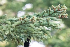 Abies magnifica