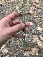 Asclepias subverticillata