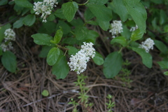 Ceanothus sanguineus