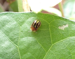 Agroiconota propinqua