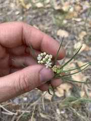 Asclepias subverticillata