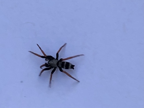 Sergiolus tennesseensis