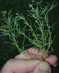 Erigeron divaricatus