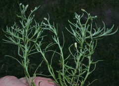 Erigeron divaricatus